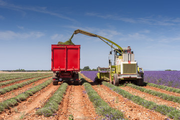 Lavendelernte auf dem Hochplateau von Valensole