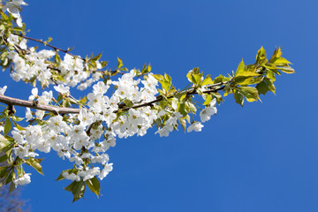 Kirschzweig in Blüte vor blauem Himmel im Frühling in Deutschland