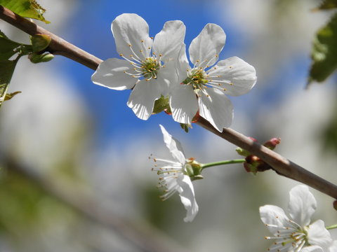Kirschenbl&uuml;ten