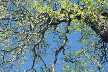 spring poplar tree branches against blue sky
