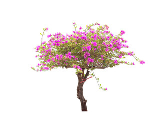 Pink bougainvillea flower tree isolated on white background
