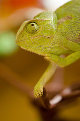 animal with raised hand greets