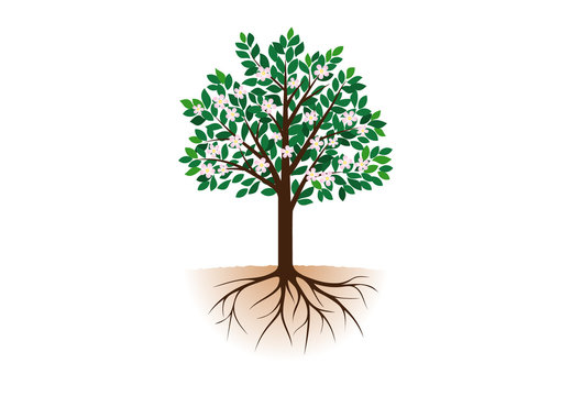 花が咲いた根っこ付きの木 Stock Vector Adobe Stock