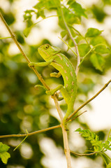  green chameleon looks sideways and  he hides himself camouflaged in the thick vegetation of branches and plants