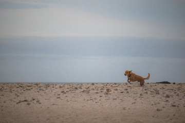 Dog running by the waterside on Paarden Eiland beach at sunrise.