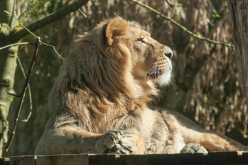 portrait of lion at the zoo