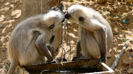 Indische Languren, Langur, Affen