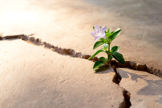 Plant Floor Up Crack Growing Concept.