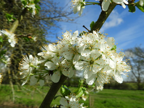 Zwetschgenbl&uuml;ten