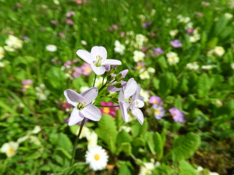 Wiesenschaumkraut in Wildblumenwiese