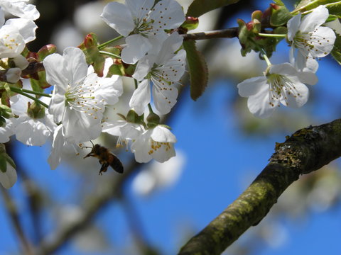 Biene bei der Arbeit auf Kirschbaum