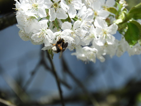Hummel auf Kirschenbl&uuml;ten