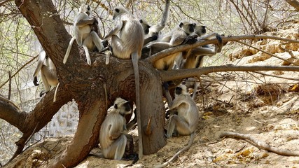 Indische Languren, Langur, Affen