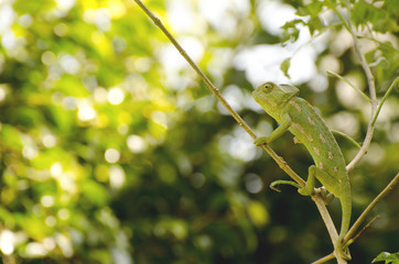  green chameleon looks sideways and  he hides himself camouflaged in the thick vegetation of branches and plants