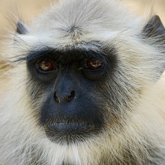 Indische Languren, Langur, Affen