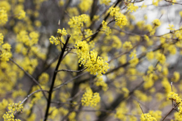 A tree is blooming. Dogwood