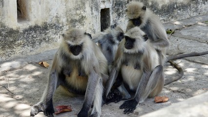 Indische Languren, Langur, Affen