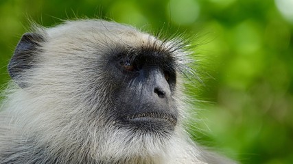 Indische Languren, Langur, Affen