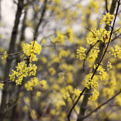 A tree is blooming. Dogwood