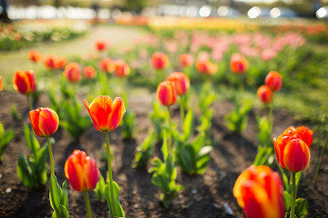 Red Tulips in an urban Garden Isolated blurred out