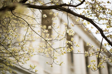 White Blossoms close blurred Washington DC architecture