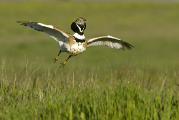 Little bustard. Tetrax tetrax
