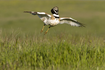 Little bustard. Tetrax tetrax