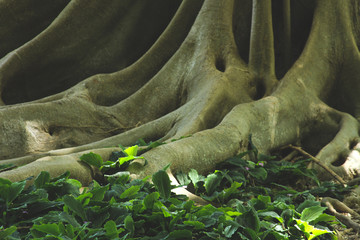 Tropical plants, South America
