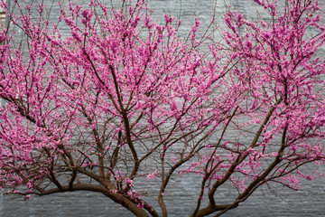 Cherry Blossom Buds Colored Turquoise Wall