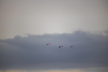 Flamingos by the waterside on Paarden Eiland beach at sunrise.