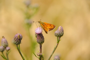 Schmetterling 