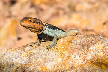 Lézard australien