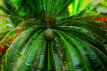 Tropical plants, South America