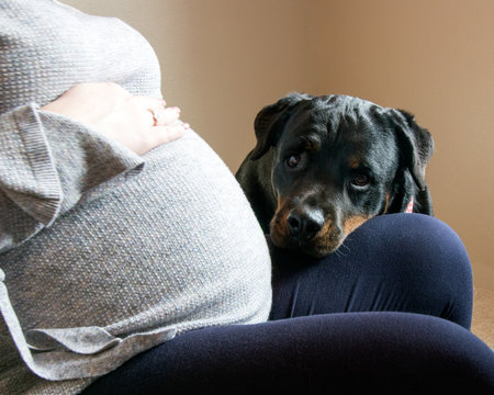 Dog with his head resting on pregnant woman's knee. Black and tan Rottweiler waits for the new baby. Concepts of pets, pregnancy, waiting, gentle, love, dogs