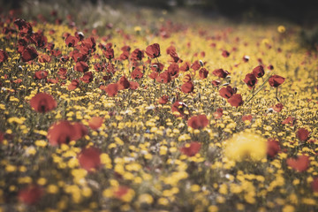 Field blooming in the spring, red poppies among yellow wildflowers