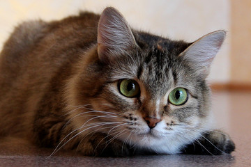 Portrait of one cute cat sitting on the floor