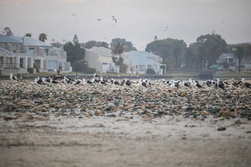 Flock on birds waking up on Paarden Eiland Beach at sunrise with houses in the background.