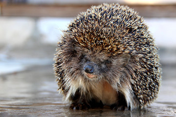 Portrait of smiling Ordinary hedgehog, or European hedgehog (Lat. Erinaceus europaeus).