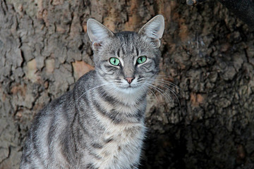 Portrait of stray gray cat with green eyes looking at camera