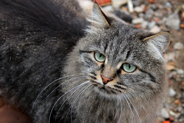 Portrait of stray gray cat with green eyes looking at camera