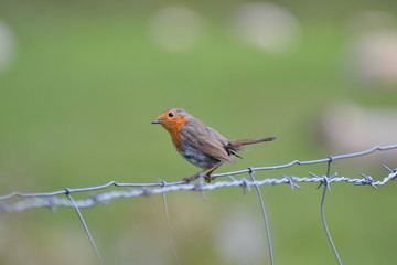 Rouge-gorge familier... 