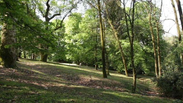 Querce e altri alberi