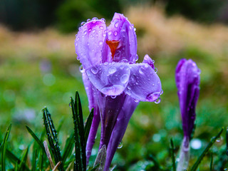 Mokry kwiat po deszczu