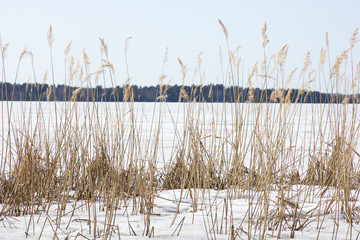 View of the frozen lake and forest
