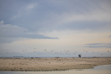Fototapeta na wymiar Flock on birds in mid flight with a couple walking on Paarden Eiland Beach at sunrise.