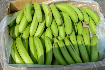 Green bananas in box
