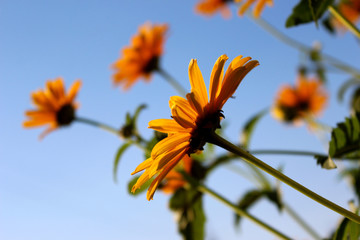 Rudbeckia flowers bright yellow blooming against a blue summer sky