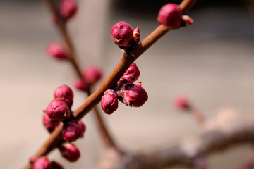Brown branch of an apricot tree, full of pink flower buds that are about to bloom