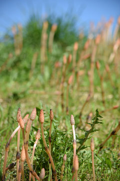Equisetum Schachtelhalme Equiseto Horsetail Skrzyp Snake grass Kortteet كنباث Puzzlegrass 속새류 שבטבט Хвощ 木贼属 Sneller Coda cavallina arvense