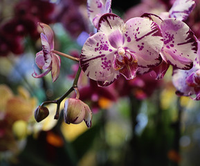 Colorful phalaenopsis orchids purple and white speckled, with flowers arranged on spike